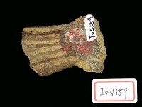 藏品(鹿角基部)的圖片